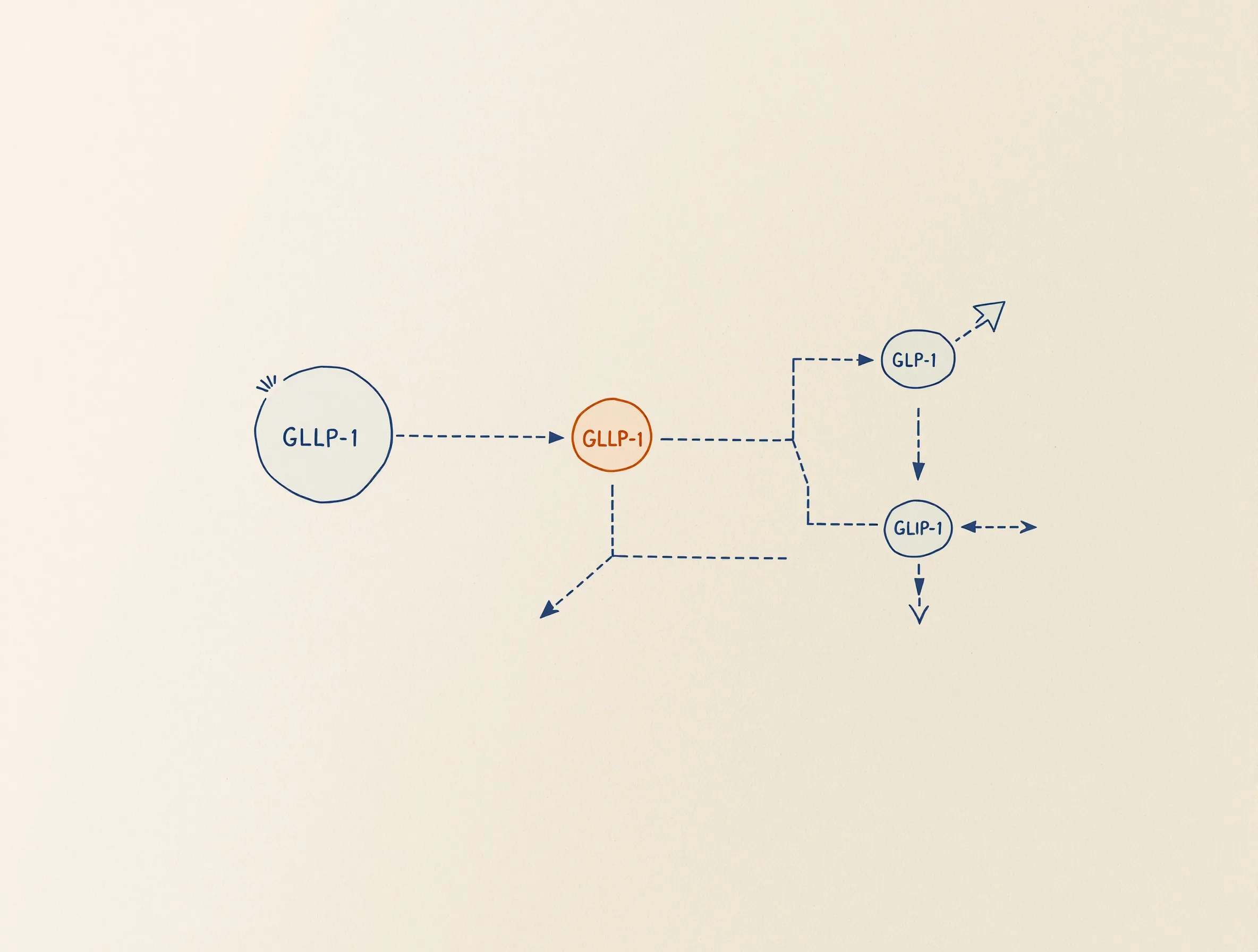 Abstract schematic flow diagram of a receptor signaling pathway